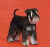 Capone 1ste Seite Links u Rechts 001